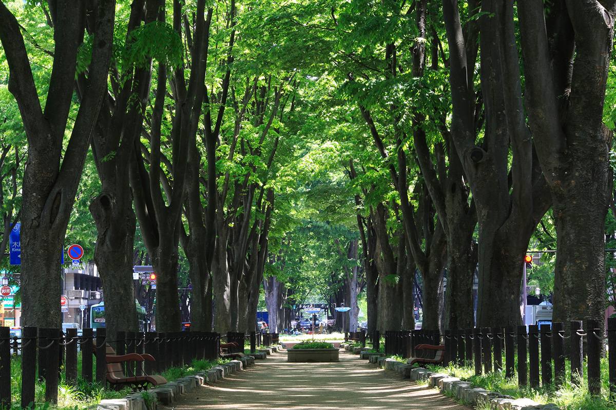 緑豊かな仙台・定禅寺通の街路樹